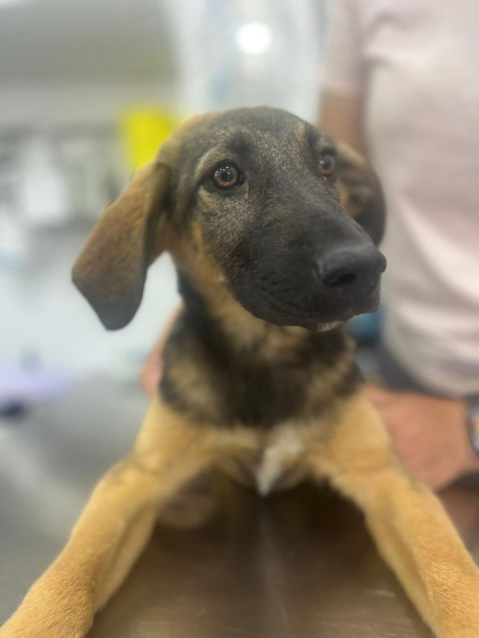 Candy ca 4 maanden  verblijft op Cyprus, 15 weken tot 1 jaar, Handelaar, Buitenland, Teef