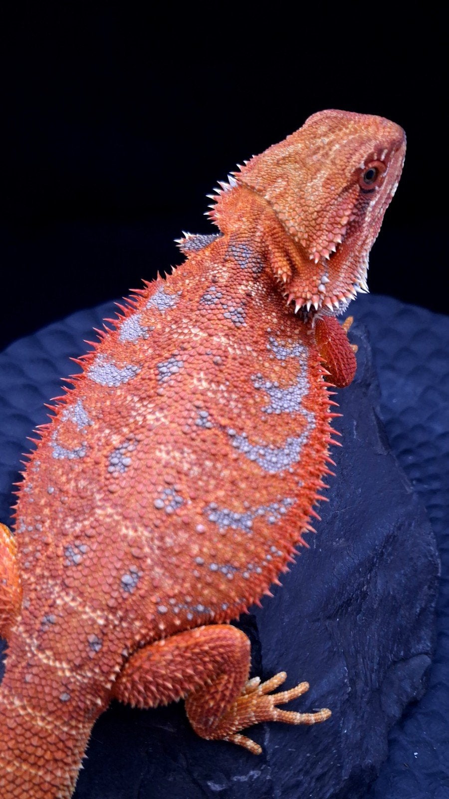 100% Red Monster Leatherback Baardagaam Man Bearded Dragon photo 15