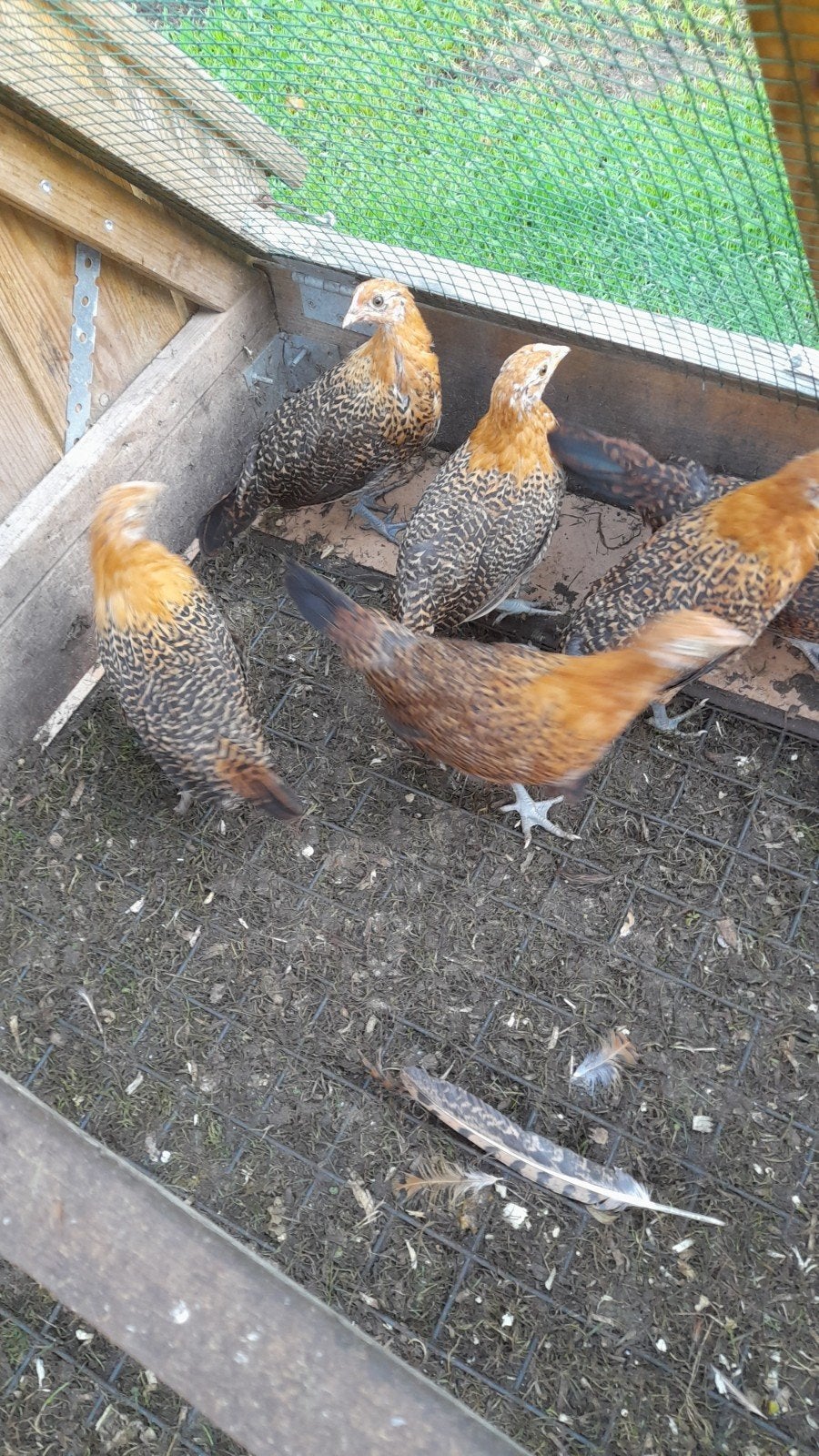 te koop jonge hennen, Dieren en Toebehoren, Vrouwelijk, Kip