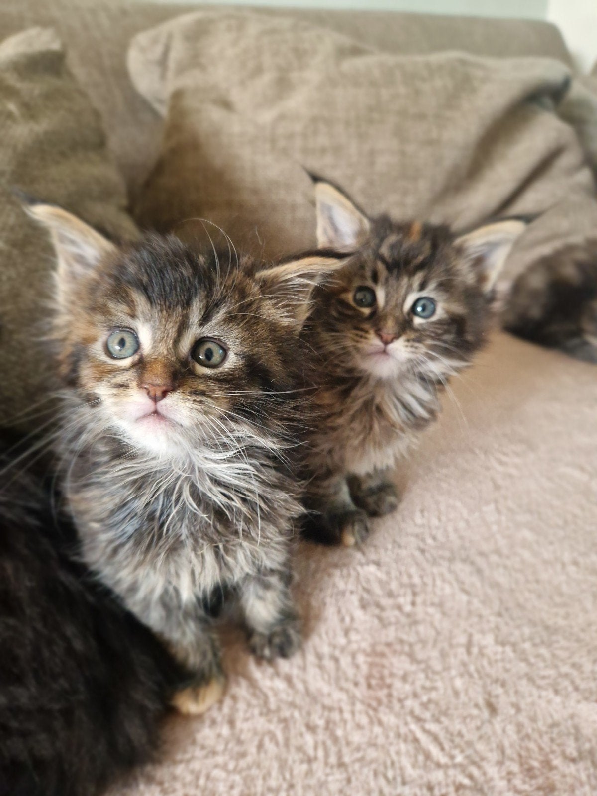 Maine coon poesjes (v), Meerdere dieren, 0 tot 2 jaar