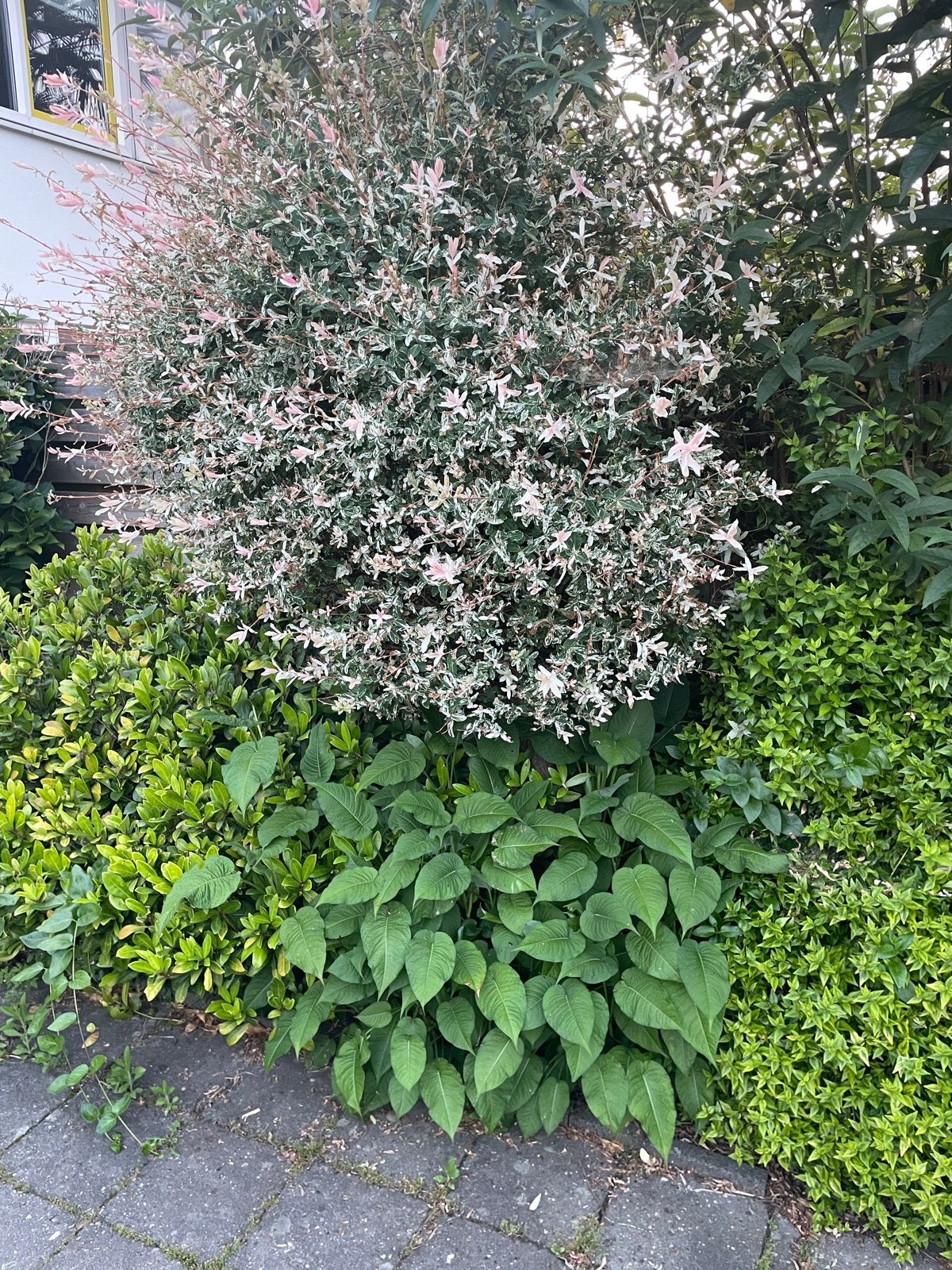 Bontewilg te koop - Salix integra 'Hakuro-nishiki', Volle zon, Vaste plant, Lente, Ophalen