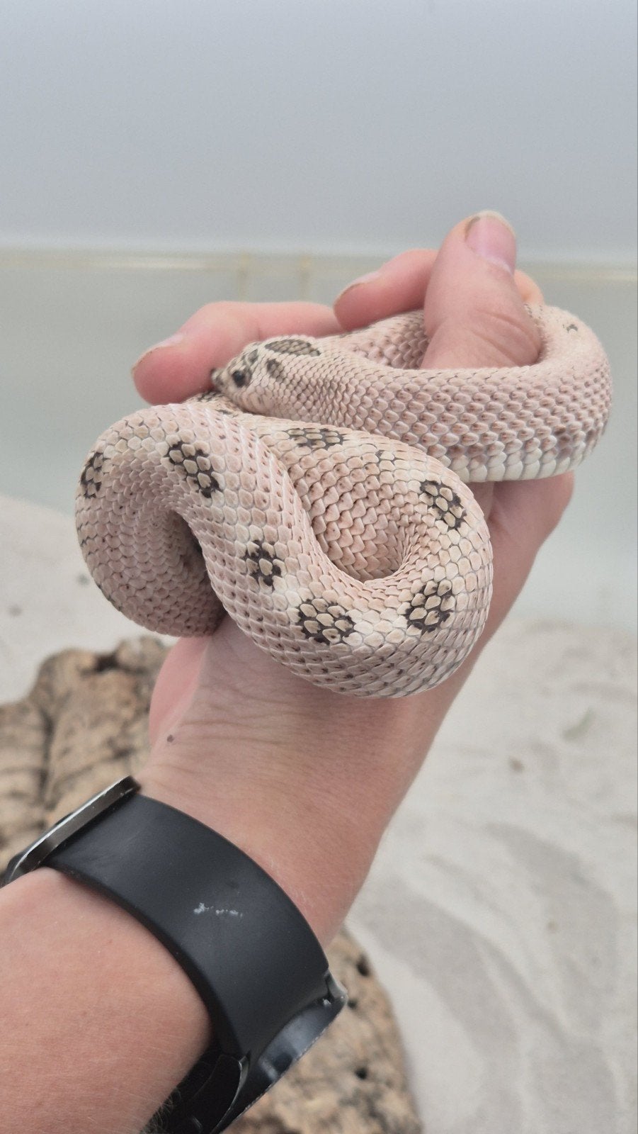 Haakneusslang man Superarctic Hognose Snake - male for sale from De Jong