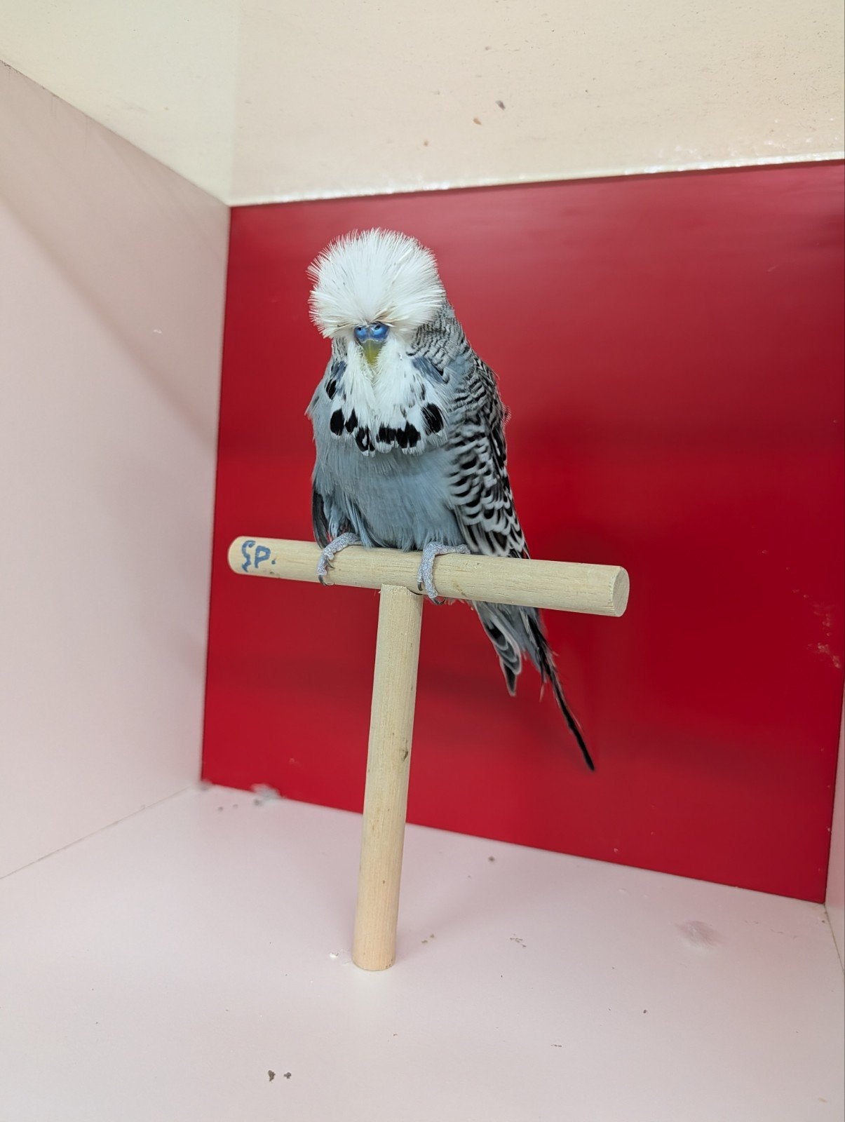 Te koop Engelse grasparkieten, Meerdere dieren, Parkiet