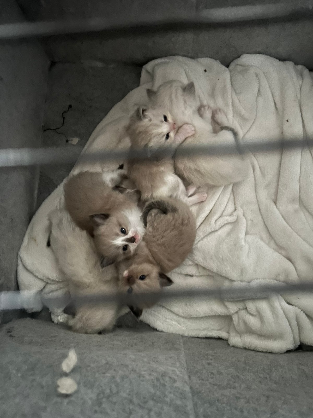 Mooie  ragdoll kittens kunnen na de vakantie verhuizen, Meerdere dieren, Ingeënt