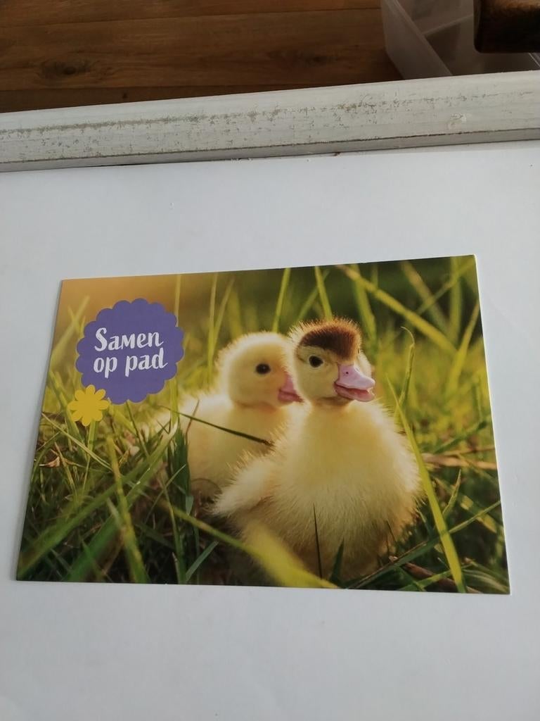 JONGE EENDJES.  Samen op pad., Ophalen of Verzenden, Sterren en Beroemdheden