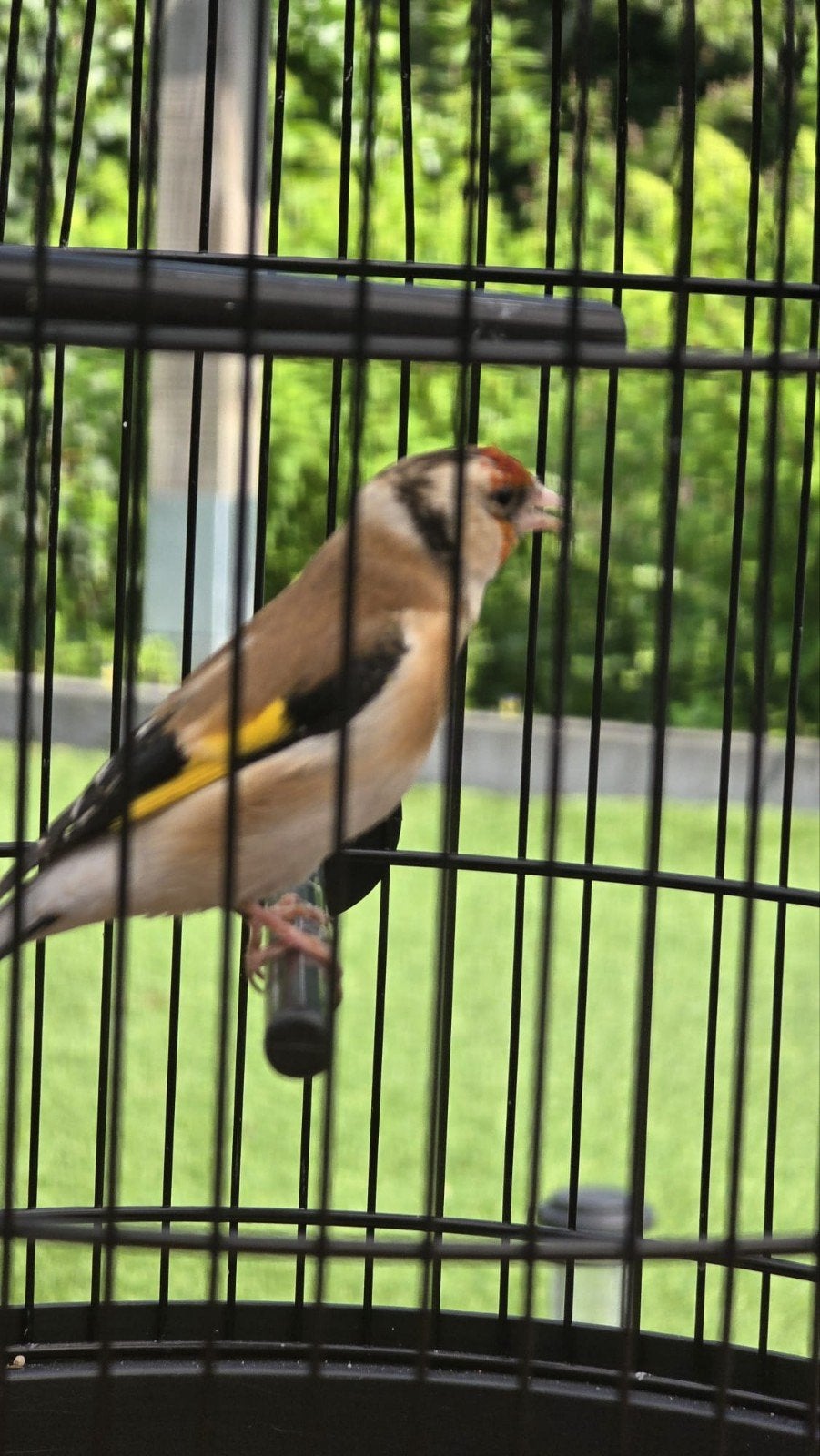 Majoor putter man, Mannelijk, Wildzangvogel, Geringd