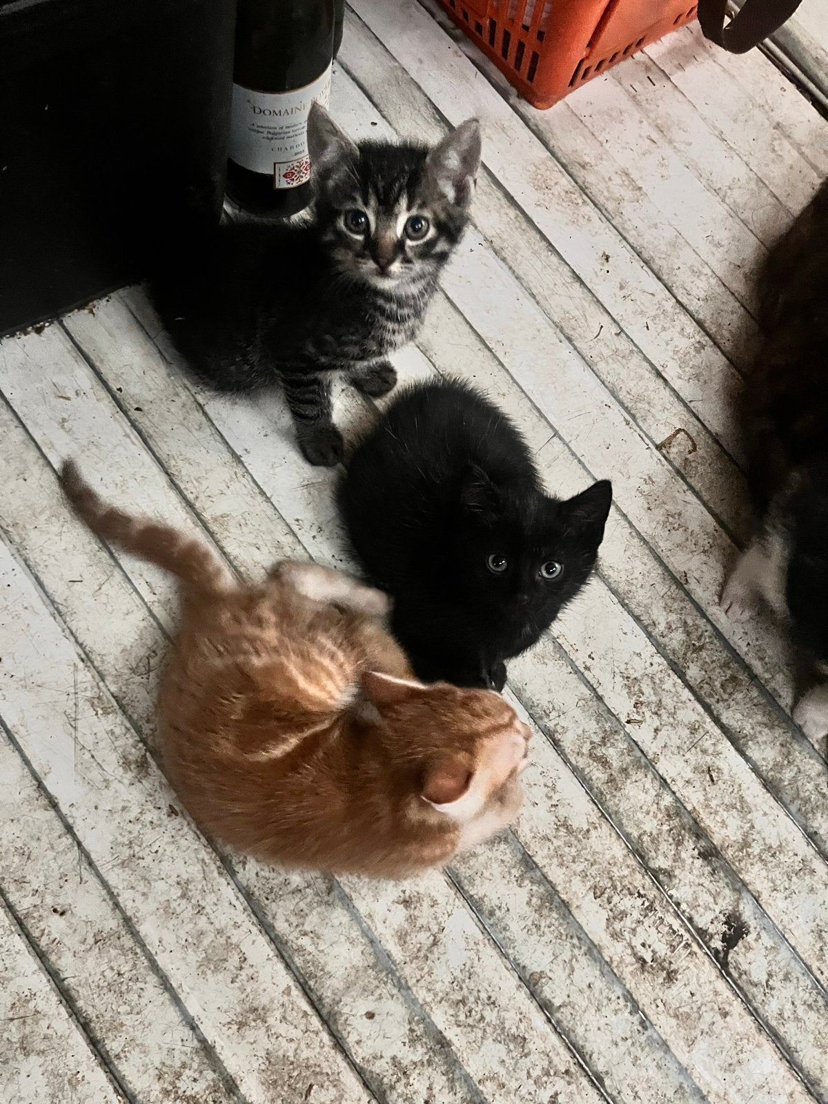 Lieve kittens te koop, Dieren en Toebehoren, Katten en Kittens | Overige Katten, Meerdere dieren