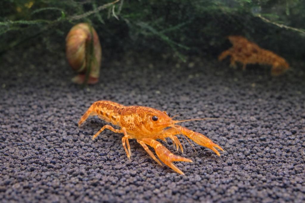CPO Kreeft, Dieren en Toebehoren, Vissen | Aquariumvissen, Zoetwatervis, Vis