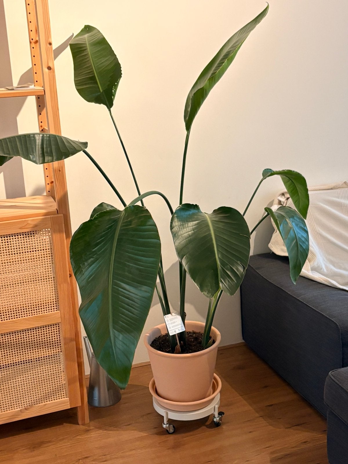 Plant, Ophalen, Volle zon, Overige soorten, 100 tot 250 cm