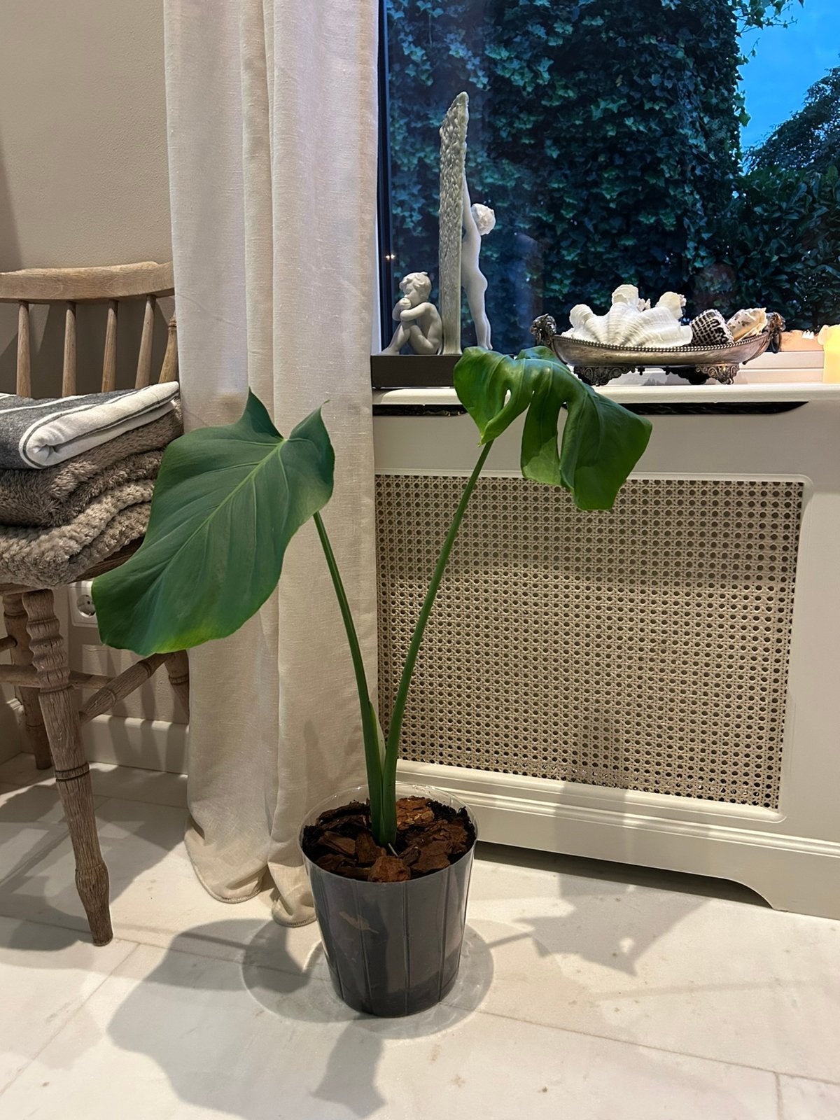 Mooie Monstera plant, Huis en Inrichting, Ophalen, Halfschaduw, Minder dan 100 cm