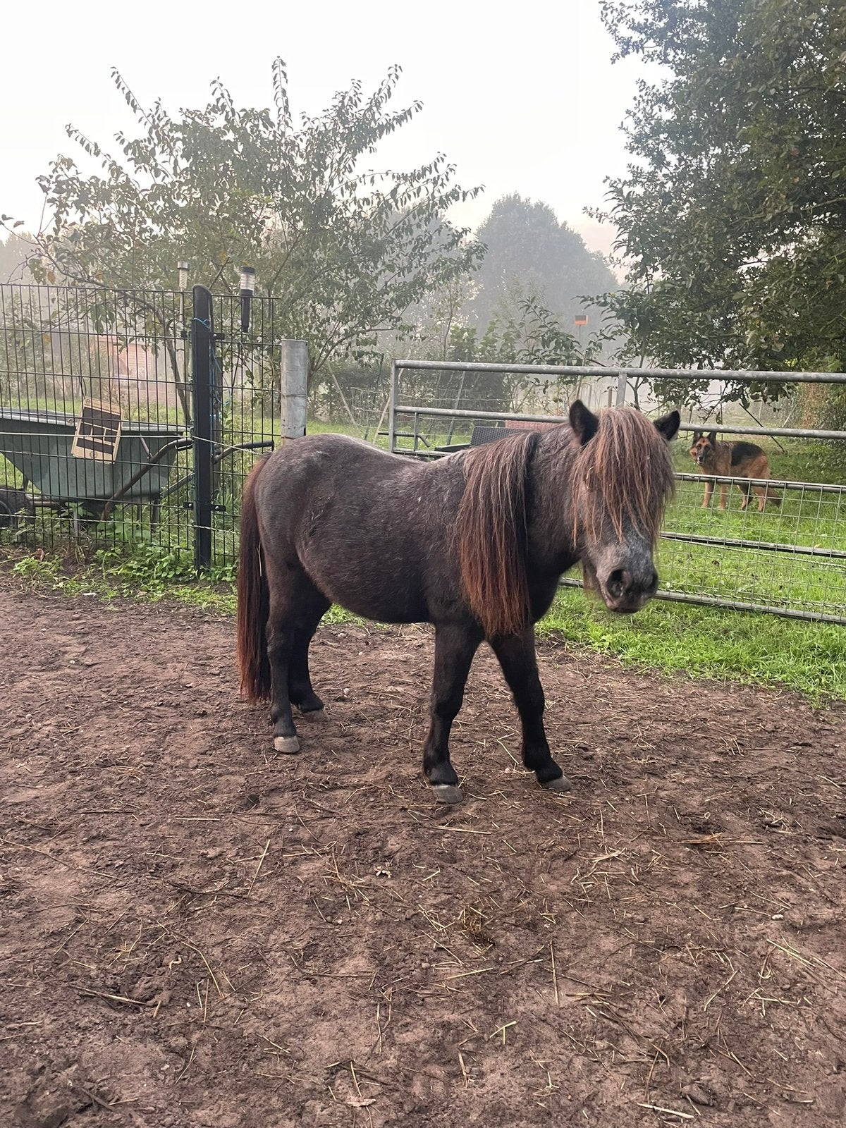 Lieve appaloosa hengst Benji zoekt nieuw huisje, Ruin, A pony (tot 1.17m), Ontwormd, 0 tot 2 jaar