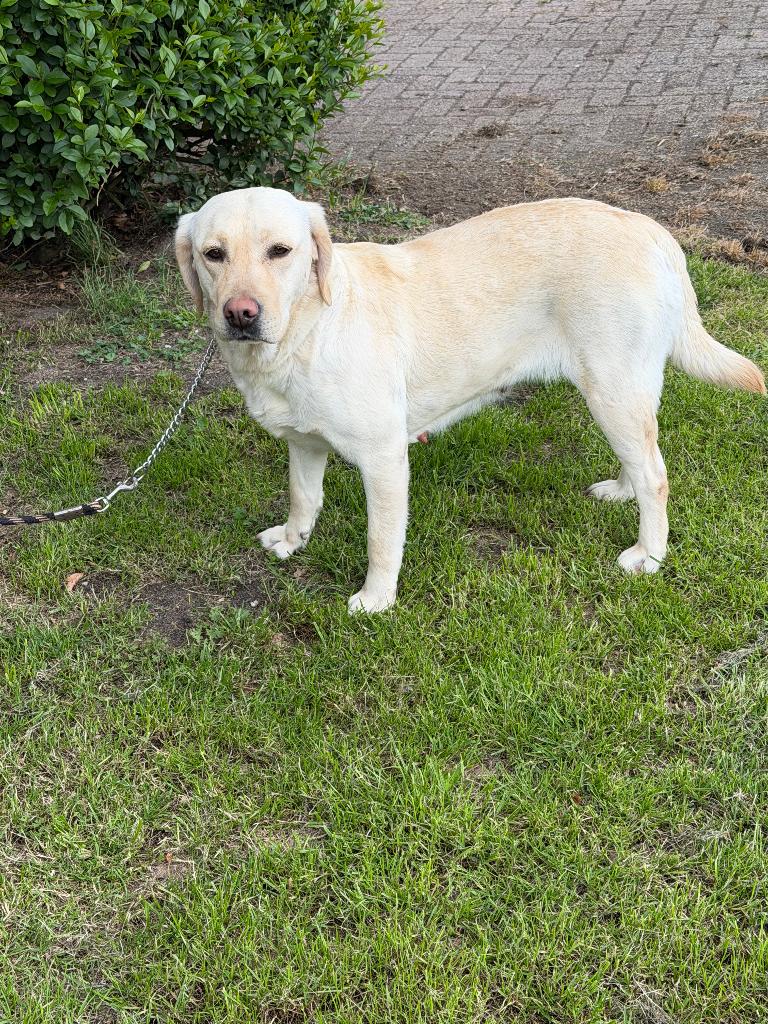 Blonde Labrador, Dieren en Toebehoren, Parvo, Teef, Labrador retriever, Eén hond