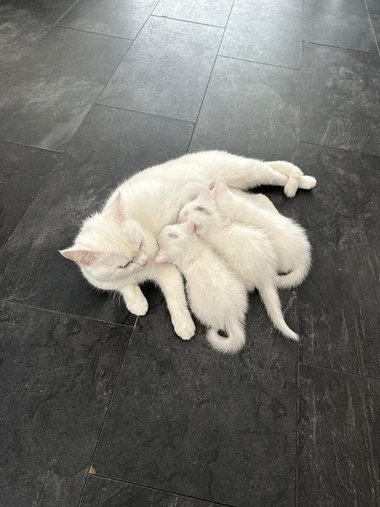 Kittens, Dieren en Toebehoren, Katten en Kittens | Raskatten | Korthaar, Kater, Ontwormd, 0 tot 2 jaar