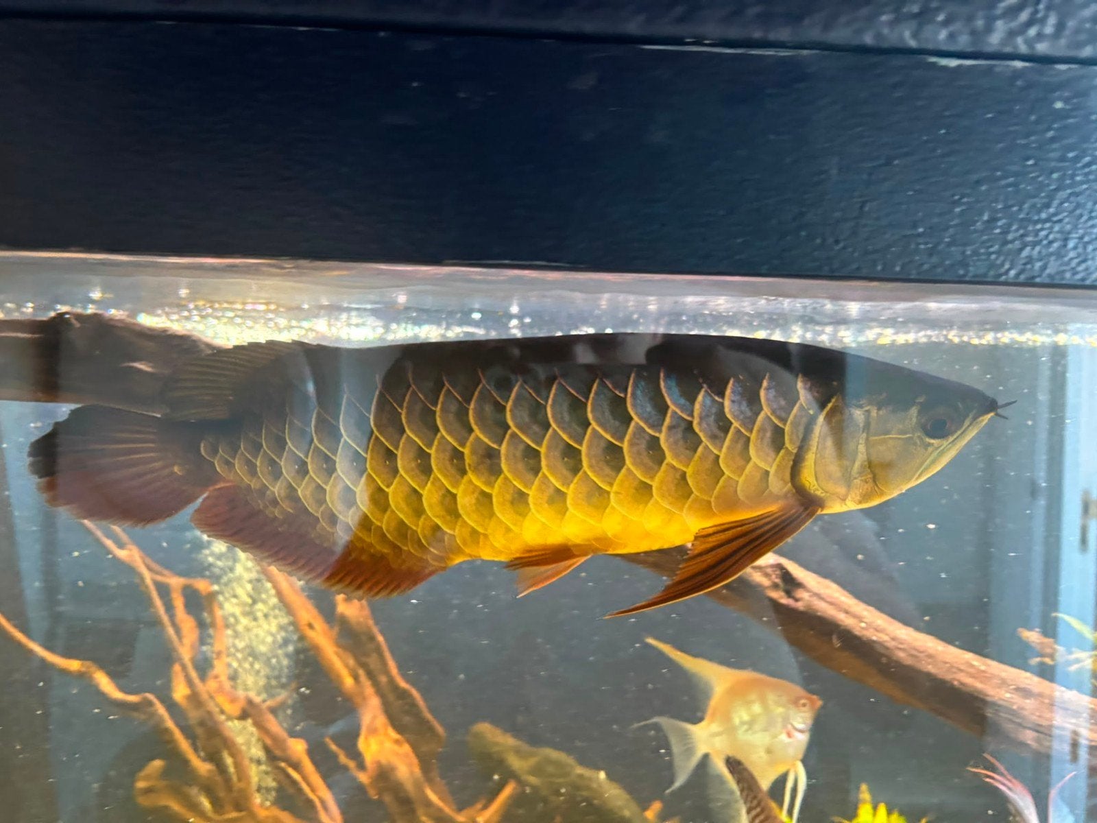 Asian arowana bluebase, Dieren en Toebehoren, Vis