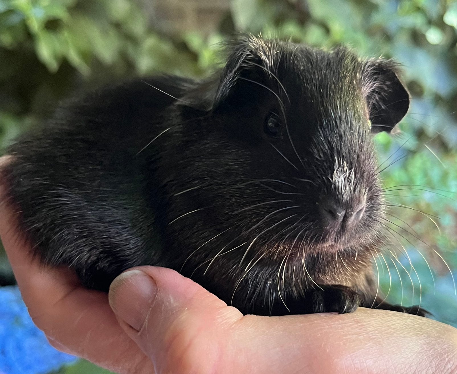Lief zeugje Teddy (TDD) en lilac draagster, Dieren en Toebehoren, Cavia, Juni, Vrouwelijk, Tam