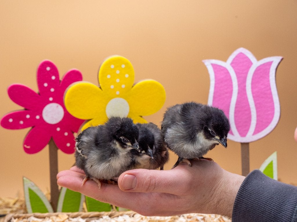 Jonge tamme Australorp kuikens gesekst en ingeënt, Dieren en Toebehoren, Meerdere dieren, Kip