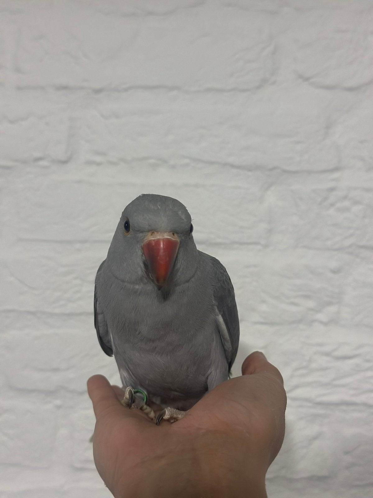 Lieve half tamme halsbandparkiet mannetje 🩶, Dieren en Toebehoren, Vrouwelijk, Parkiet, Tam