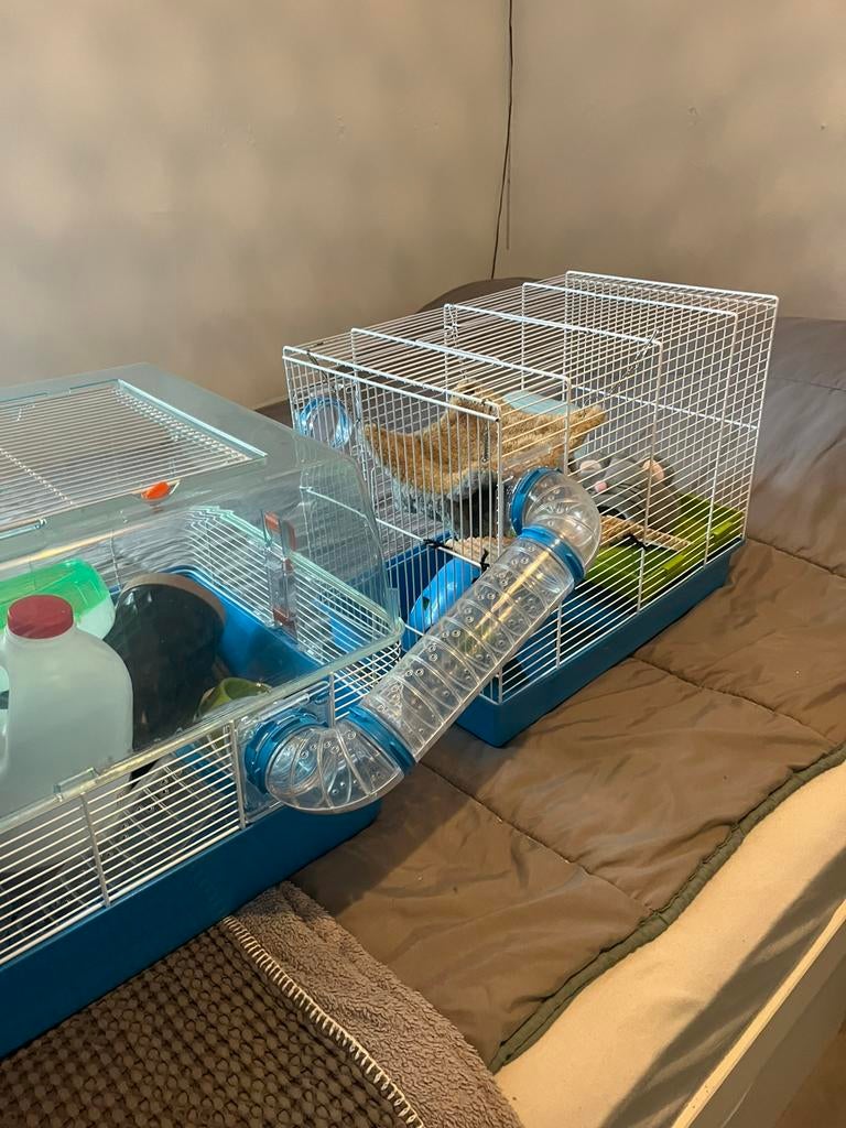 Dubbele xl hamster kooi met veel accessoires, Dieren en Toebehoren, Knaagdieren en Konijnen | Hokken en Kooien, Kooi, Minder dan 75 cm