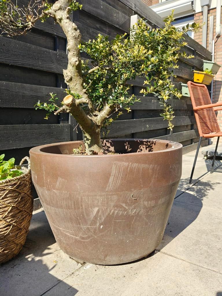 Boom in pot (Japanse hulst, Ilex crenata), Tuin en Terras, Ophalen, Kunststof, Gebruikt, Rond