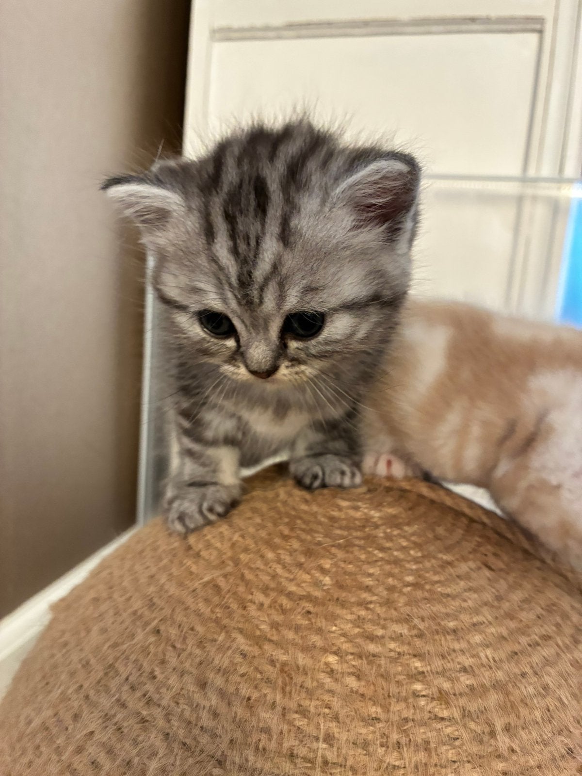 Britse korthaar kittens tabby/ whiskas, Meerdere dieren, Met stamboom