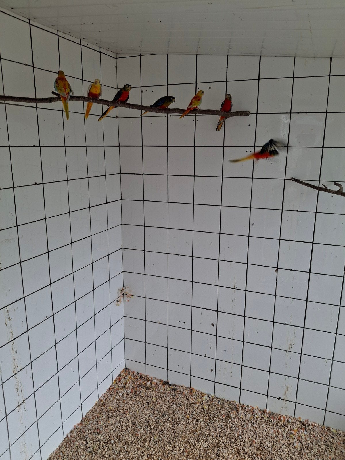 te koop turquoisine parkieten, Dieren en Toebehoren, Meerdere dieren