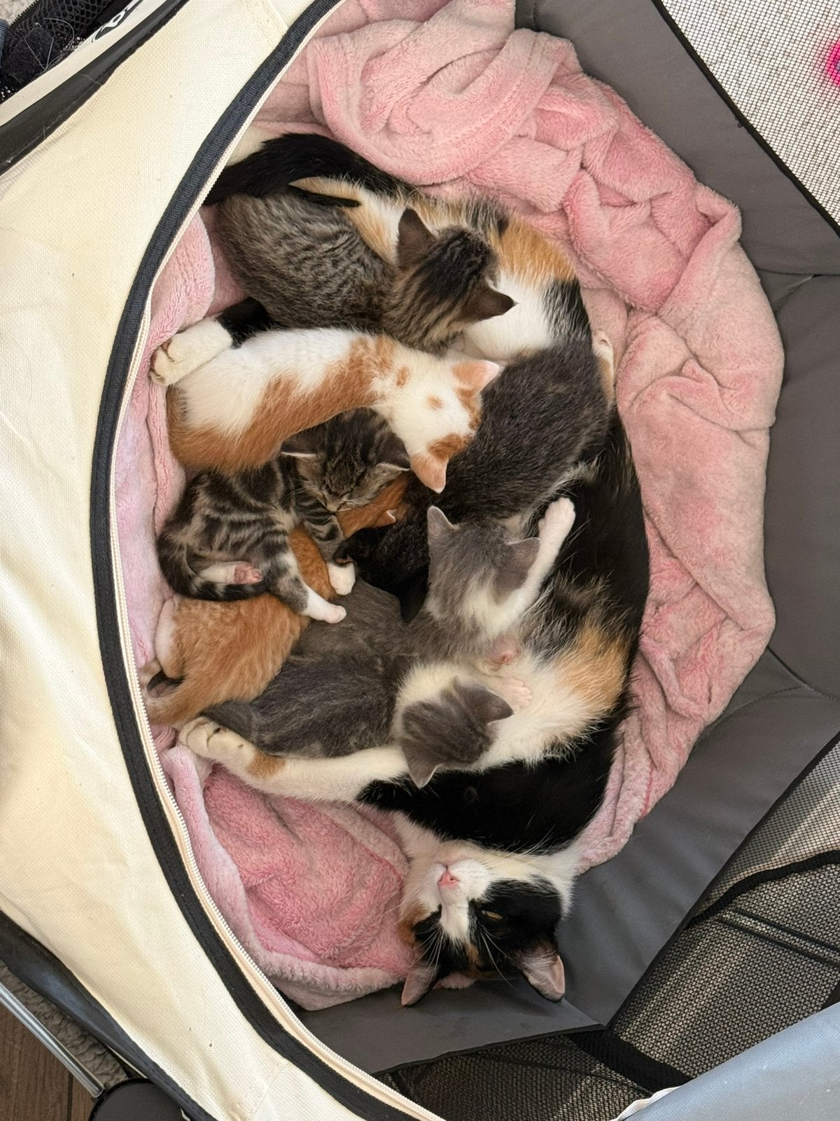 Nestje met mooie Kittens, Meerdere dieren, Kortharig, 0 tot 2 jaar