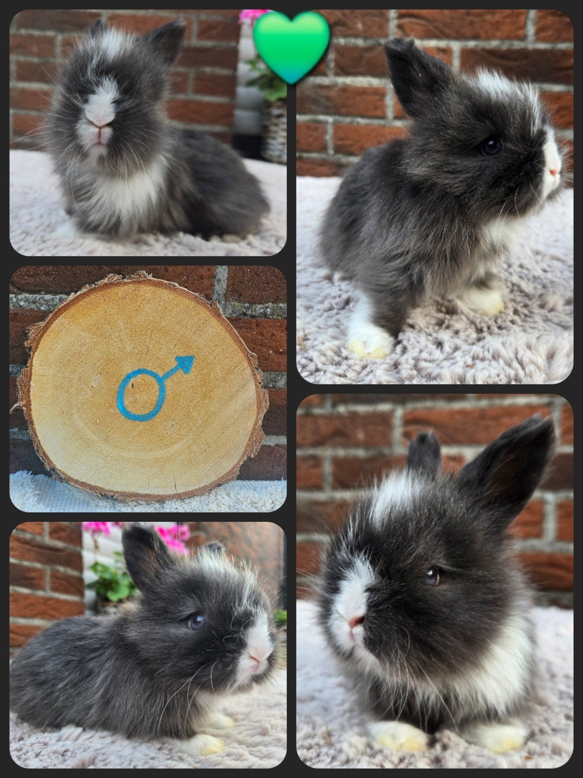 Engelse Angora, Dieren en Toebehoren, Meerdere dieren, Groot