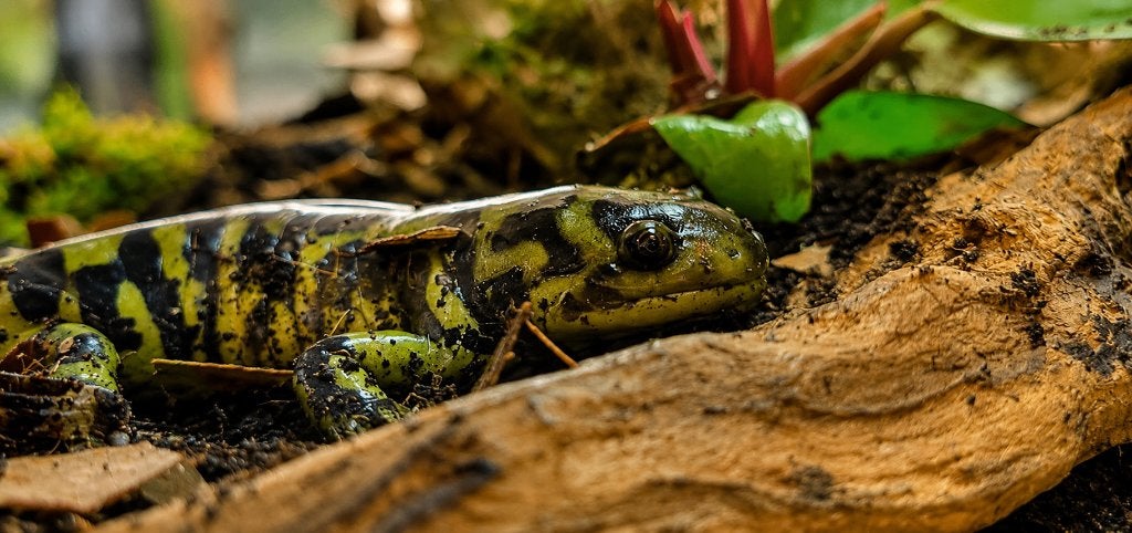 Tijgersalamander, Hagedis, 0 tot 2 jaar