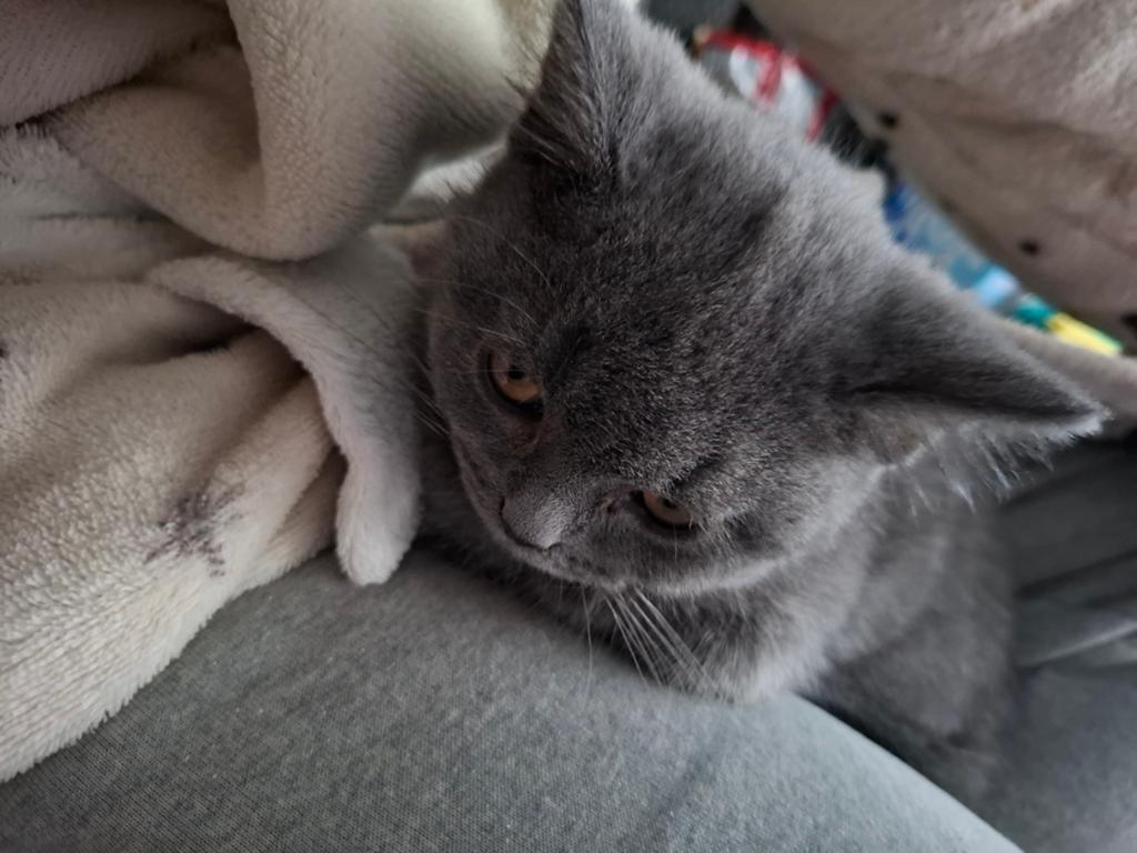 Britse korthaar kitten, Dieren en Toebehoren, Katten en Kittens | Raskatten | Korthaar, Kater, Gechipt, 0 tot 2 jaar