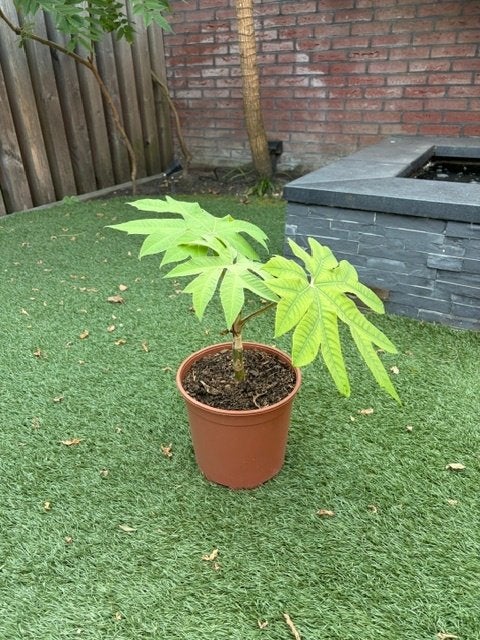 Rijstpapierplant, Vaste plant, Halfschaduw, Herfst, Ophalen