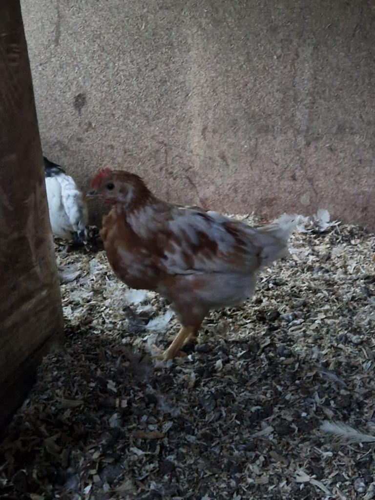 Jonge haan, Dieren en Toebehoren, Pluimvee, Mannelijk, Kip
