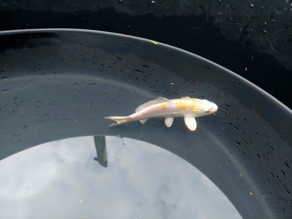 Prachtige doitsu haiwake, Karper of Koi