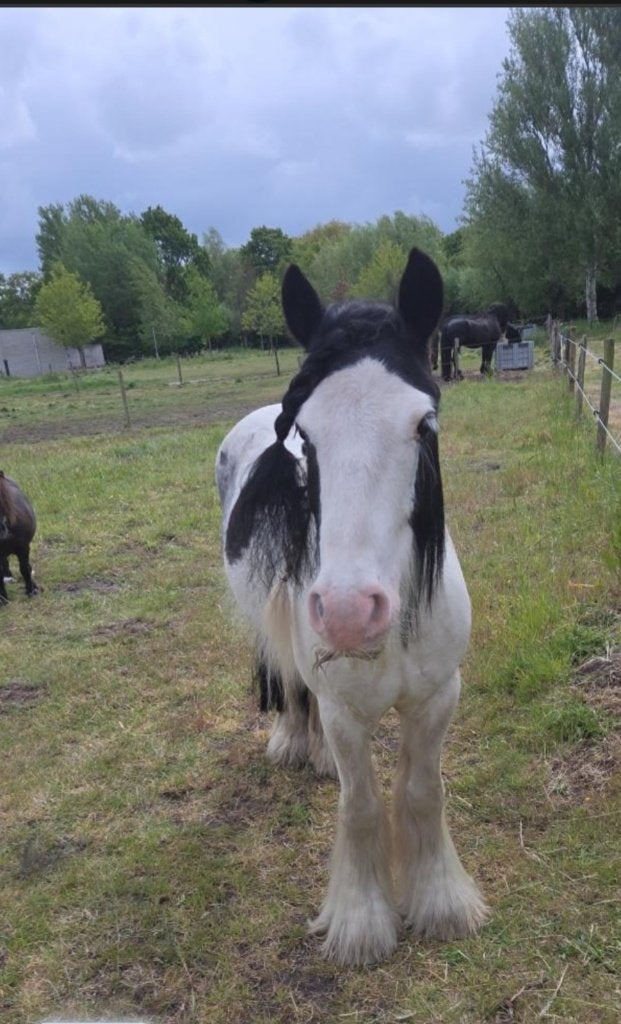 Irisch cob/tinker 7 jaar, Gechipt, B, Ruin, 7 tot 10 jaar