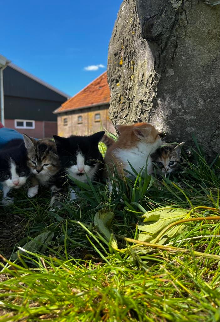 Boederij kittens ‍, Dieren en Toebehoren, Katten en Kittens | Overige Katten, Meerdere dieren