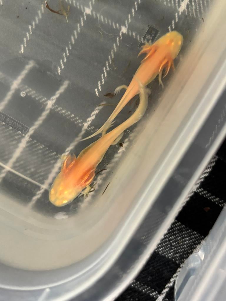 Albino axolotl’s, Dieren en Toebehoren, Ophalen of Verzenden, Zo goed als nieuw, Overige typen