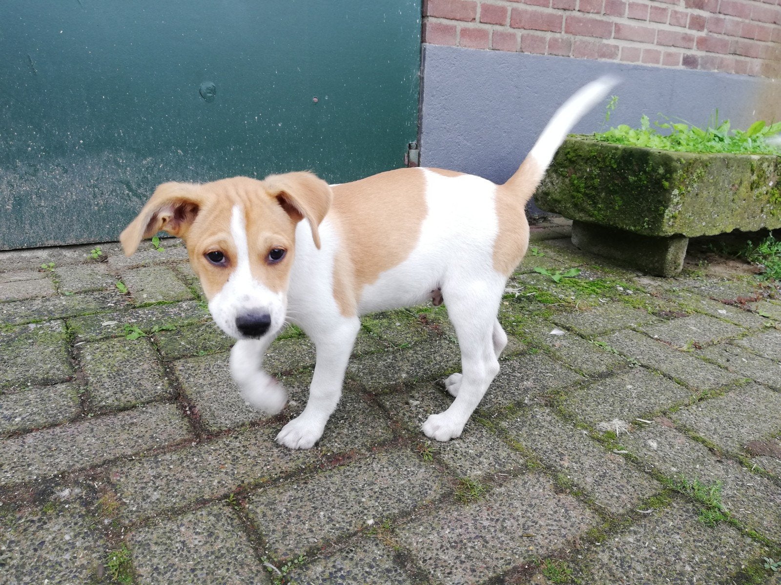 NOG 1 PUP BESCHIKBAAR! prachtige pups kruising boerenfox pod, 8 tot 15 weken, Meerdere, Meerdere dieren, CDV (hondenziekte)