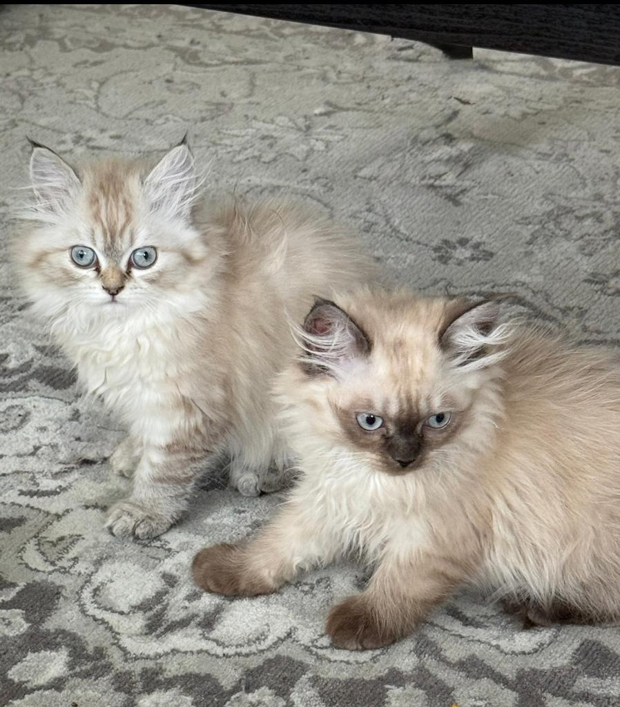 Lieve Perzische kitteng nog 2 beschikbaar