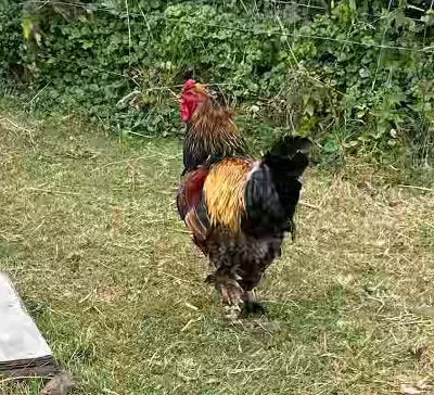 Brahma hanen 3x. Nog 1 over!, Dieren en Toebehoren, Mannelijk, Kip