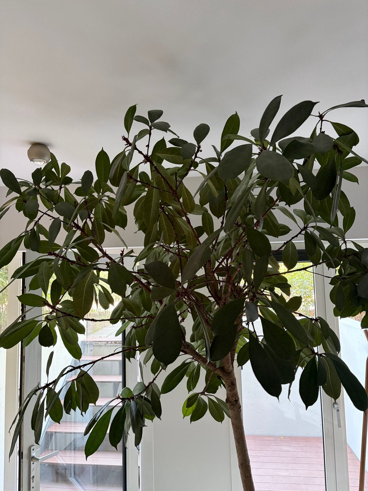 Prachtige Ficus Cyathistitula boom 2m30 met Eco pot, Ophalen, Ficus, 200 cm of meer, Halfschaduw