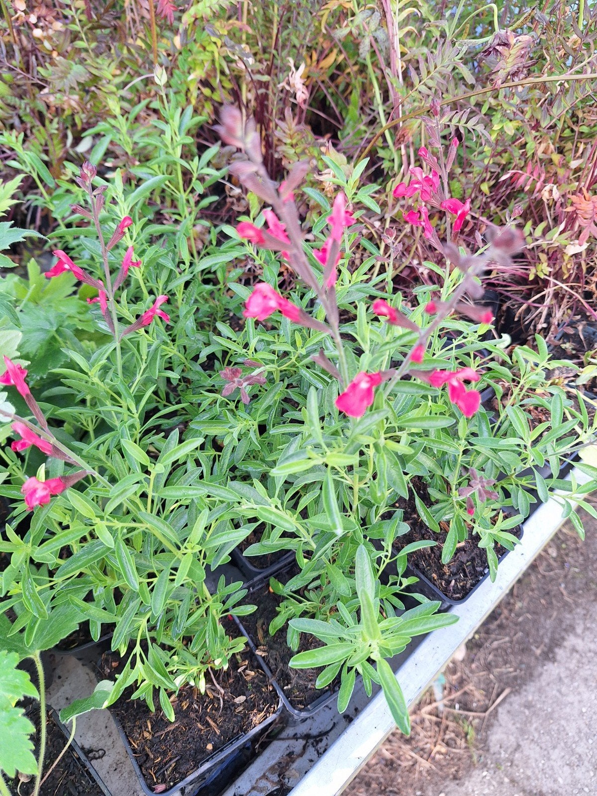 Salvia lipstick Levendige Salieplant met Rode Bloemen, Volle zon, Vaste plant, Zomer, Ophalen