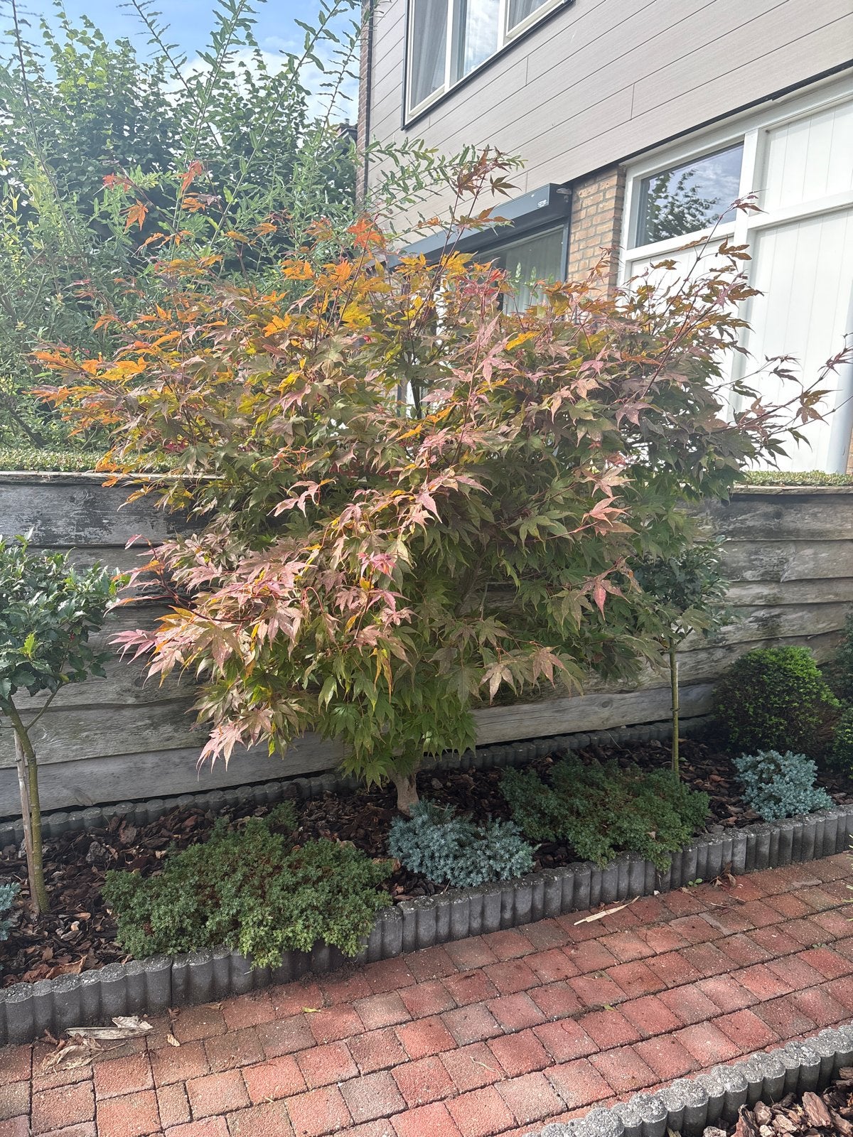 Japanse Esdoorn - Rode Acer, Ophalen, Esdoorn, Struik, 100 tot 250 cm