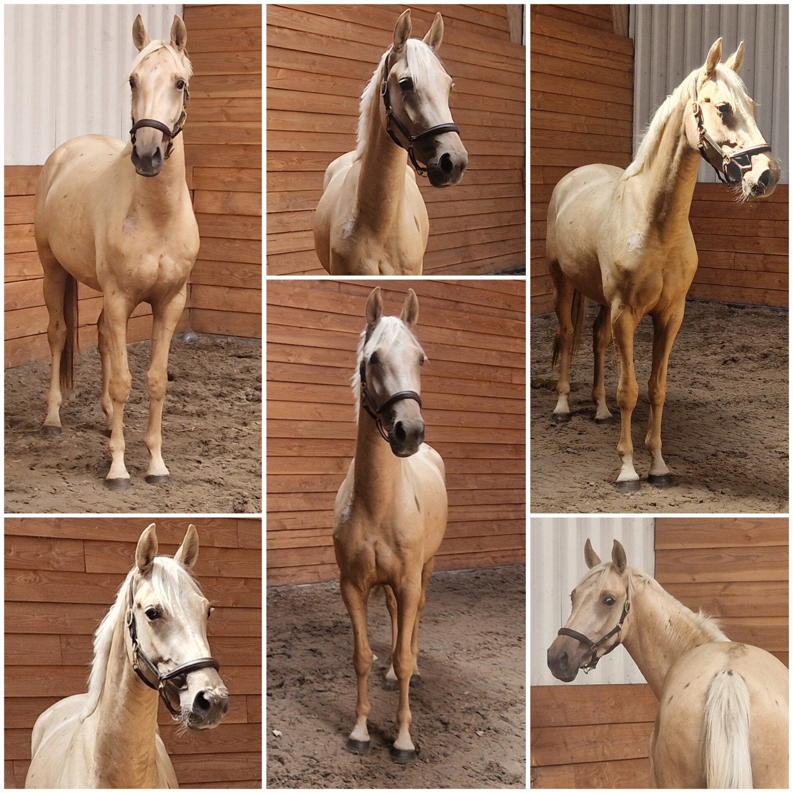Chique 3 jarige palomino merrie, Merrie, Met stamboom, Dressuurpaard, 3 tot 6 jaar