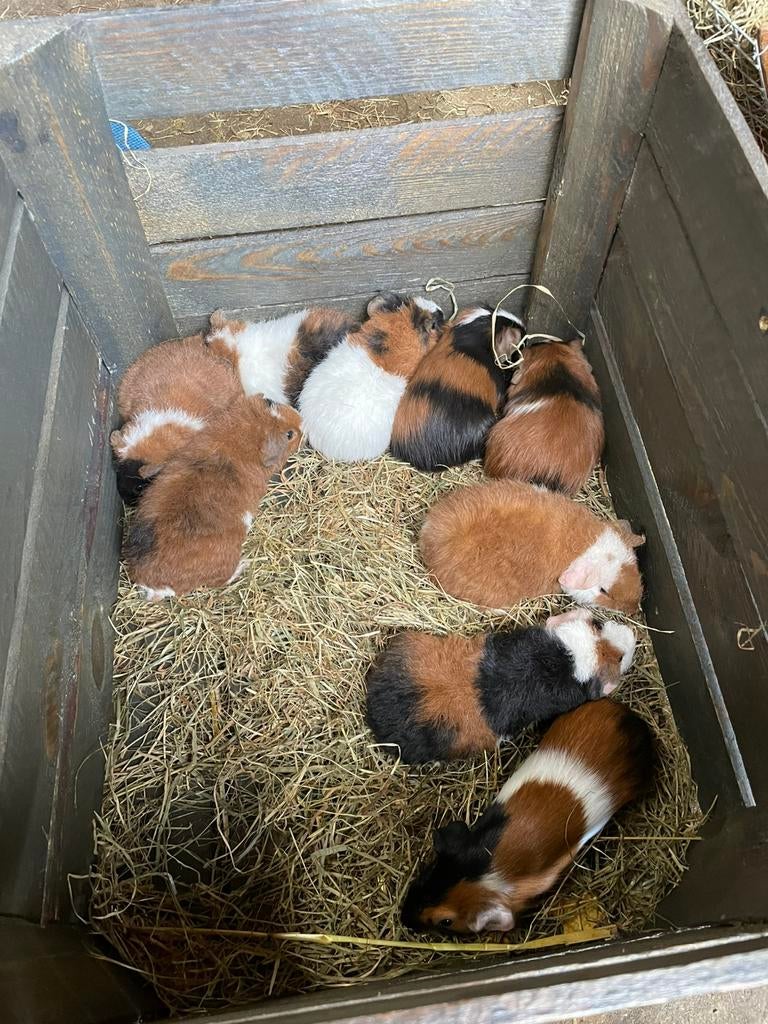 Jonge cavia’s, Dieren en Toebehoren, Cavia, April, Meerdere dieren, Tam