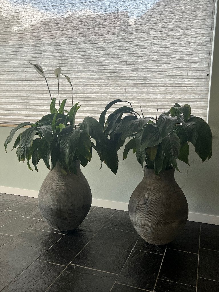 2 grote potten met plant, Gebruikt, Rond, Aardewerk, 40 tot 70 cm