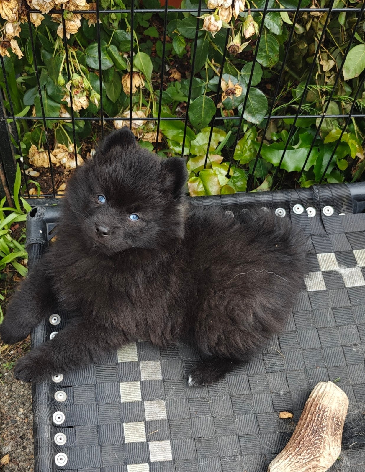 Unieke Zwarte Pomsky Reu met Blauwe Ogen | Kleinblijvend |, Reu, 8 tot 15 weken, Eén hond, Nederland