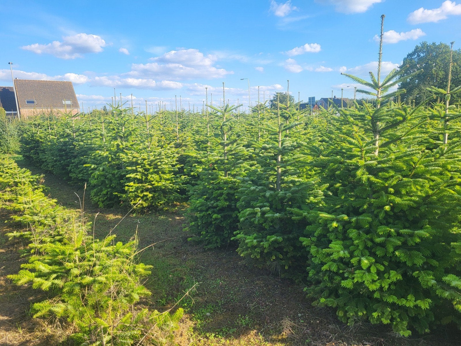 kerstbomen Nordmann, Omorika en Picea Abies, Ophalen of Verzenden, Overige soorten, 100 tot 250 cm