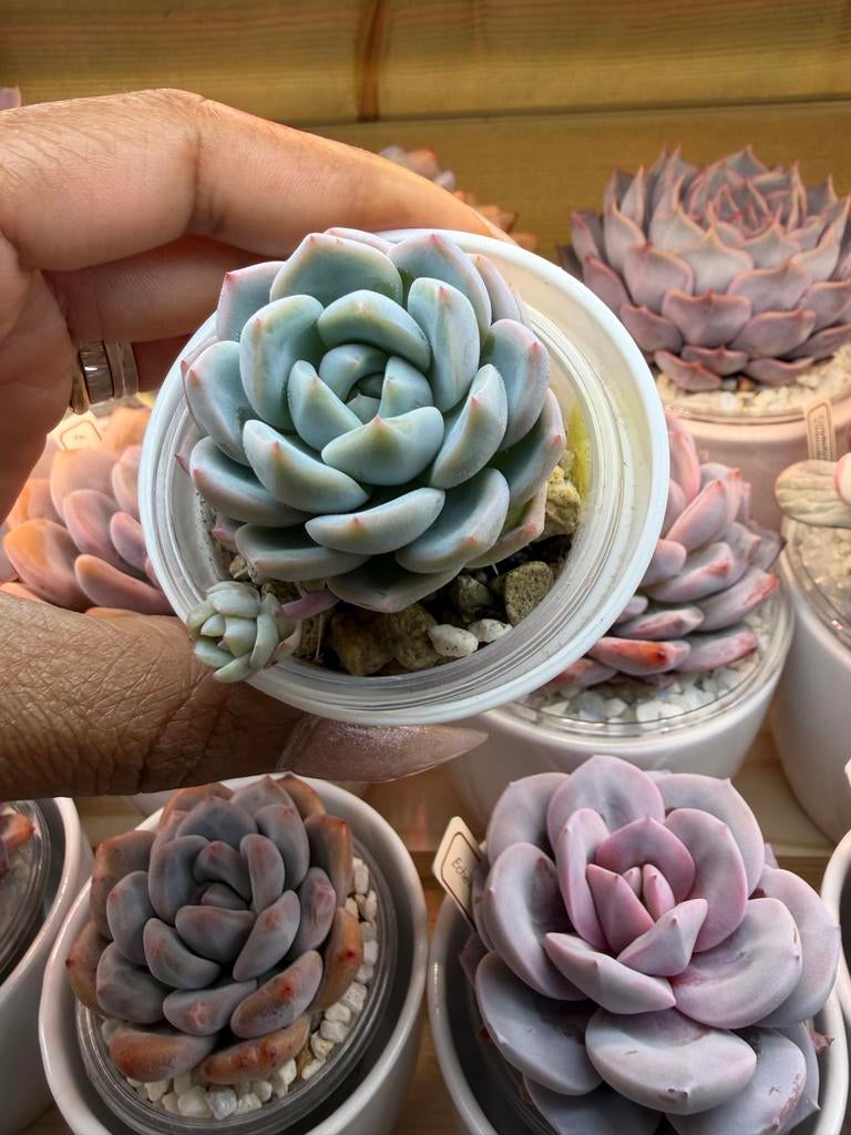 Echeveria Ice Jade - Prachtige Succulent, Verzenden, Zo goed als nieuw