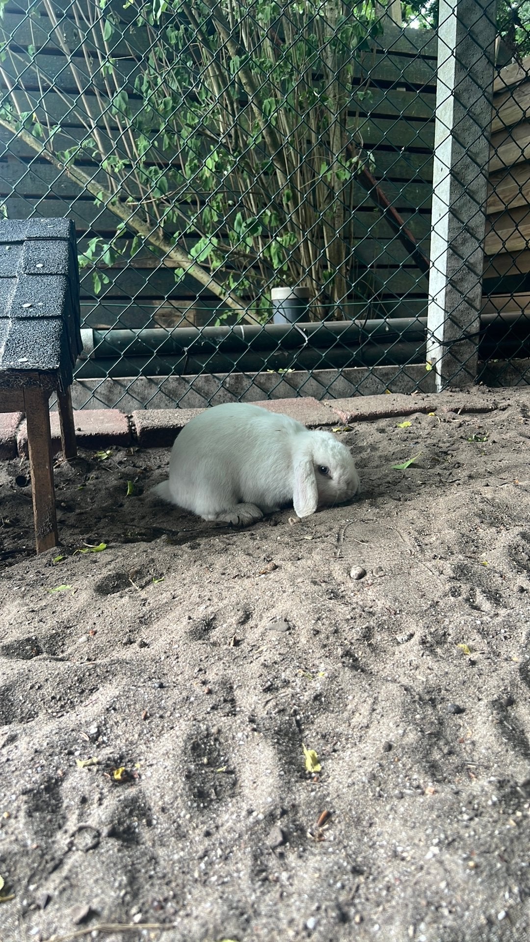 3 minilop konijnen, Meerdere dieren, Dwerg
