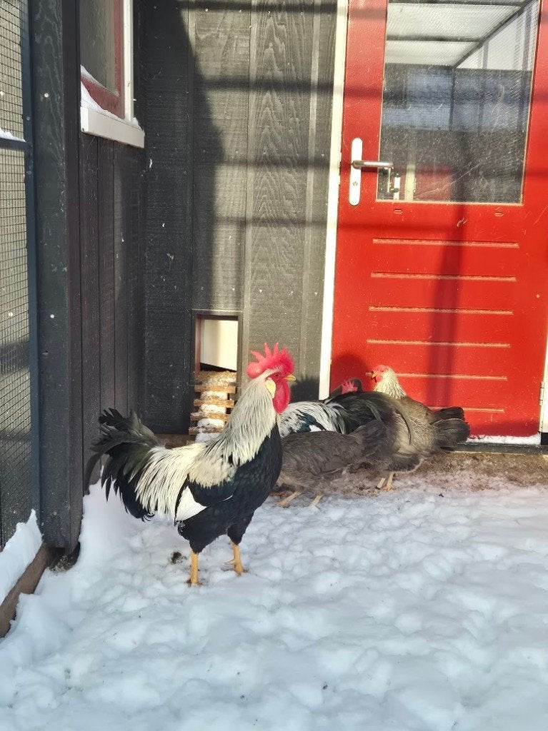 Broedeieren Ned. Leghorn Zilverpatrijs groot