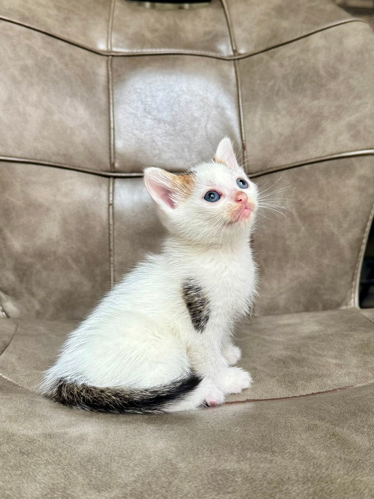 Europese korthaar kittens, Dieren en Toebehoren, Katten en Kittens | Raskatten | Korthaar, Meerdere dieren